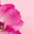 Peony