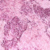 004 Blueberry Muffin