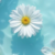 Chamomile