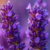Lavander