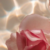 Rose Water